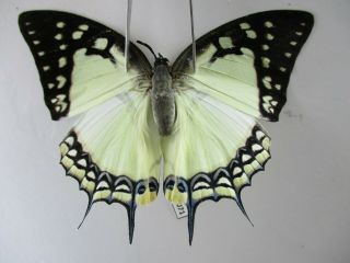 N13071.  Unmounted Butterflies.  Nymphalidae Sp.  South Vietnam.  Female
