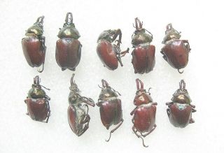 Lucanidae : Chiasognathus Impubis 10 Males From Chile