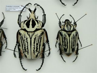 Cetoniidae,  Goliathus Orientalis Usambarensis Pair,  A1,  Big Male 85mm,  Tanzania