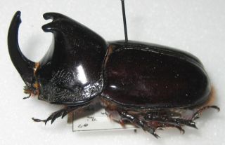 Dynastidae Megaceras Endroedii Male A1 47mm (peru) Paratype Xxl