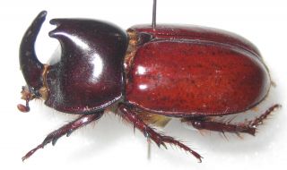 Dynastidae Megaceras Septentrionalis Angusticollis Male A1 (colombia) Paratype