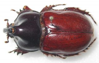 Dynastidae Megaceras septentrionalis angusticollis Male A1 (COLOMBIA) PARATYPE 2