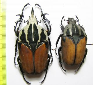 Cetoniinae,  Mecynorrhina oberthuri f.  unicolor,  pair,  Tanzania 73 mm 2