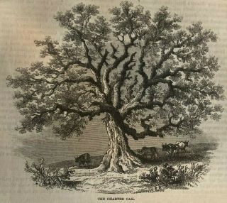 1862 American Historical Trees Charter Oak Penn ' s Treaty Tree Washington Elm 2