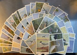 Audubon Summer Birds Of North America Complete 50 Card Set 1950