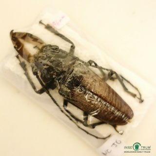 Cerambycidae - Callipogon Barbatus Male | Q.  Roo,  Mexico | A1,  96 Mm - N2 - 50