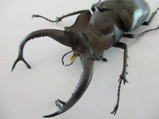 33689.  Unmounted Insects: Lucanus Dongi Maeda.  Central Vietnam.  69mm
