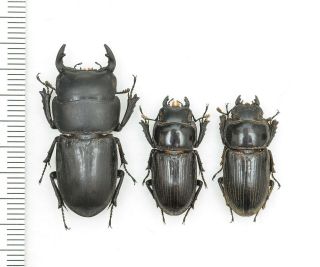Lucanidae Dorcus Sukkiti 2m1f From Myanmar