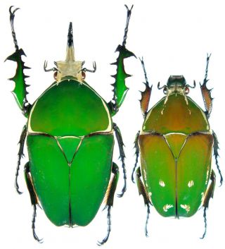Insect - Mecynorhina Torquata Immaculicollis - Cameroon - Pair 79 80mm.