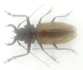 Coleoptera/cerambycidae/ Prioninae Sp 85 Mm J 41 From Peru
