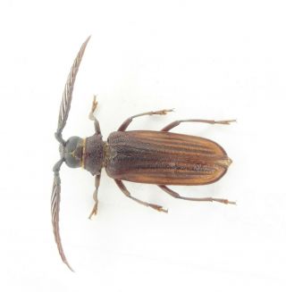 Coleoptera/cerambycidae/ Prioninae Sp J 16 Rare From Peru