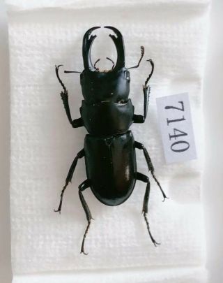 Dorcus Sp Sp A2 28mm From Yunnan China No.  7140 Only One (not Yet Named)