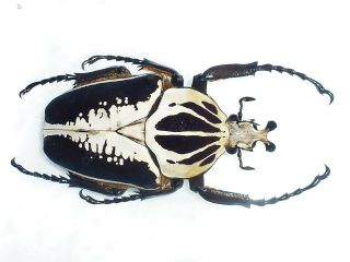 Goliathus Regius Male Big 78mm,  Perfect Quality Cetonidae Ivory Coast