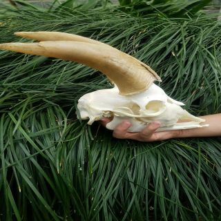 Natural Skull Skeleton Sheep Tax Specimen Supplies Art Bone Veterinary 1:1
