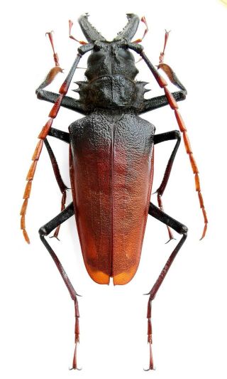 Insect,  Beetles,  Prioninae,  Psalidognathus Antonkozlovi 77 Mm,  Peru