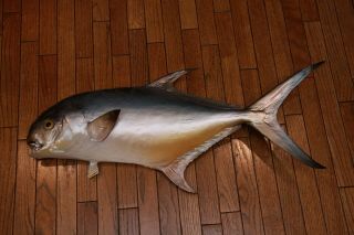 Vintage Permit Saltwater Game Fish Trophy Wall Mount Taxidermy 34.  5 Inch