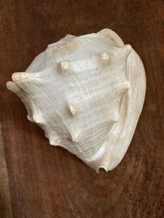 LARGE VINTAGE CONCH SHELL W/ CARVED Lady - CAMEO 3