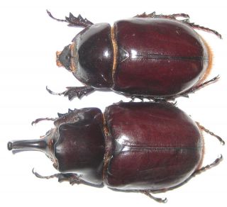 Dynastidae Heterogomphus Mirabilis Pair A1 Male 57mm (peru) Xxl Very Rare
