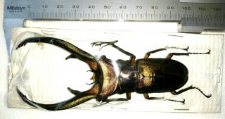 Big Horn Cyclommatus Elaphus 98mm From Sumatra Indonesia