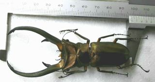 Big horn Cyclommatus elaphus 98mm from Sumatra Indonesia 2