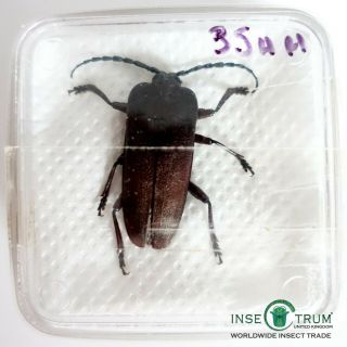Cerambycidae - Holonotus Laevithorax Pair | Mexico | A1 Xxl Very Rare
