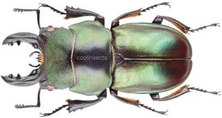Insect - Lucanidae Odontolabis Invitabilis - N.  Sumatra - Tel.  Male 31mm.