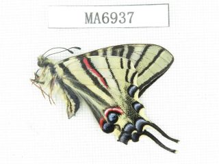 Butterfly.  Iphiclides Podalirinus.  China,  W Sichuan,  Batang.  1m.  Ma6937.