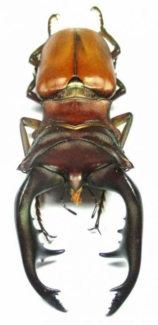 003 Pa : Lucanidae: Cyclommatus Alagari Male 68mm Very Large