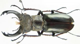 Insect - Lucanidae Lucanus Sp.  (sp.  Aungsani??) - Myanmar - Male 49mm.
