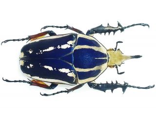 Mecynorrhina Ugandensis Male Very Big 66mm,  Blue Cetonidae Uganda