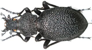 13.  Carabidae - Carabus (procerus) Gigas Ssp.  Parnasicus.  Male