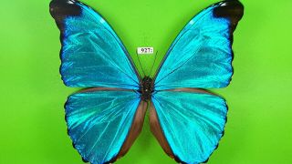 Morphidae Morpho Absoloni Male From Peru Mounted 927
