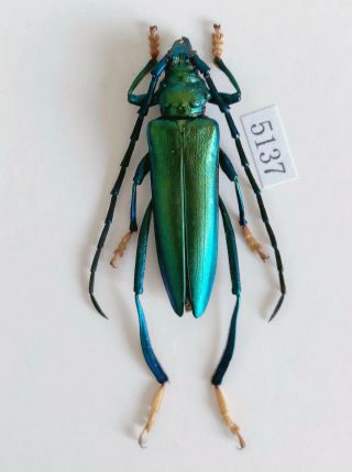 Cerambycidae Sp 40mm From Yingjiang Yunnan China No.  5137