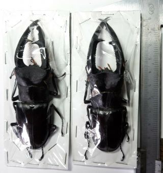 Xlarge Lucanidae: Hexarthrius Mandibularis 100,  Mm 2 Males,  Sumatra,  Indonesia.