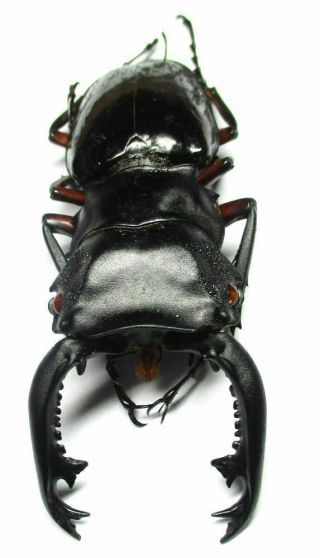 P002 Pa : Lucanidae: Odontolabis Imperialis Komorii Male 69mm Very Large