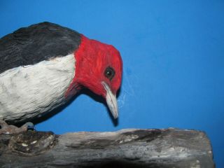 One - of - a - Kind Lifesize Red - Headed Woodpecker Wood Carving - 2000,  Signed 3