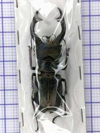 Lucanidae Tm80404 Lucanus Cheni 68mm W Tibet