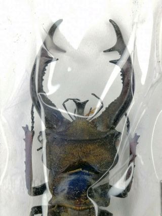 lucanidae TM80404 lucanus cheni 68mm W Tibet 2