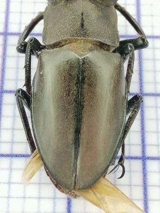lucanidae TM80914 lucanus kirchneri 47.  5mm dark form rare Fujian 3