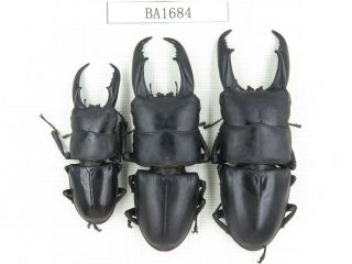 Beetle.  Dorcus Titanus Ssp.  China,  Guizhou,  Mt.  Leigongshan.  3m.  Ba1684.