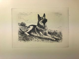 Morgan Dennis (1893 - 1960) Etching Of A German Shepherd Dog,  Gorgeous