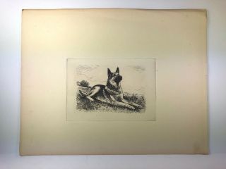 MORGAN DENNIS (1893 - 1960) ETCHING OF A GERMAN SHEPHERD DOG,  GORGEOUS 2