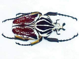 Goliathus Albovariegatus Male Very Big 87mm,  Reddish Cameroon