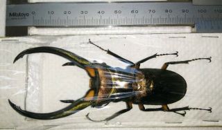 Cyclommatus Elaphus 97mm From Sumatra Indonesia