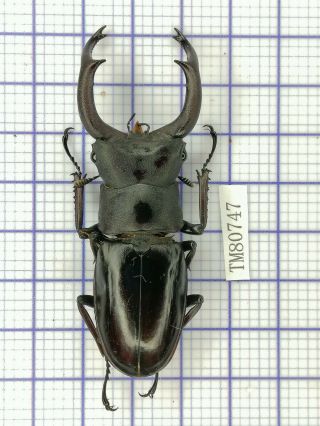 Lucanidae Tm80747 Hexarthrius Mniszechi Rare 71mm India