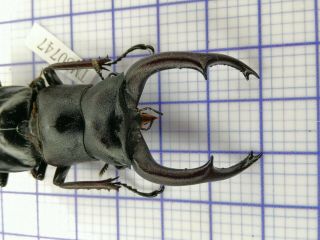 lucanidae TM80747 hexarthrius mniszechi rare 71mm India 2