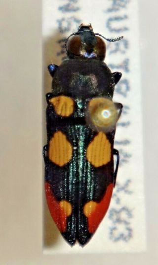 Rare Castiarina Gentilis Australia 08 Jewel Beetle Buprestid Calodema