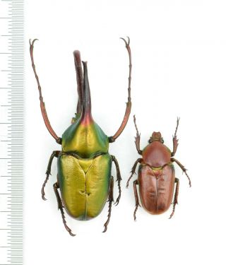 Cetoniidae Theodosia Viridiaurata 48mm Pair From Borneo
