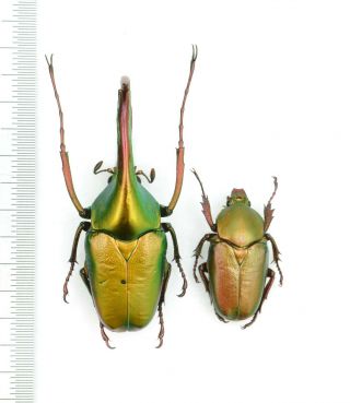 Cetoniidae Theodosia Viridiaurata 47mm Pair From Borneo