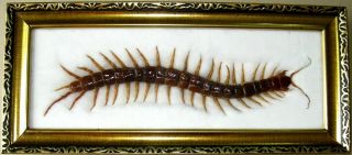 Very Rare Real Giant Centipede Taxidermy Insect Display Wood Frame Collectible
